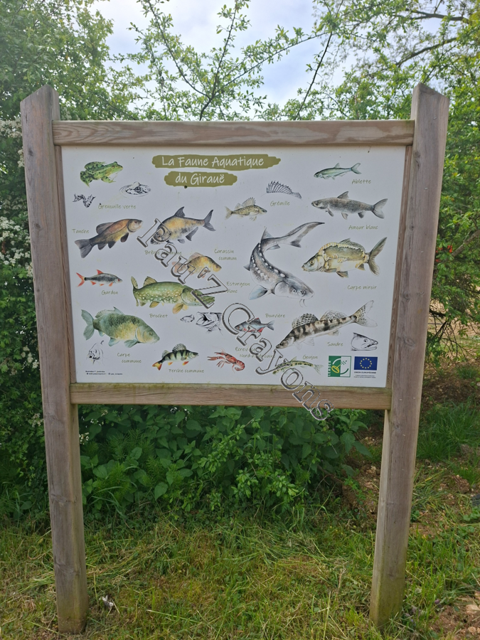 La faune aquatique du Girauë
