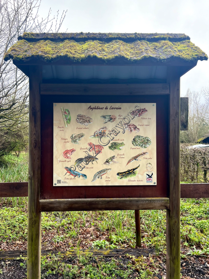 Les amphibiens de Lorraine