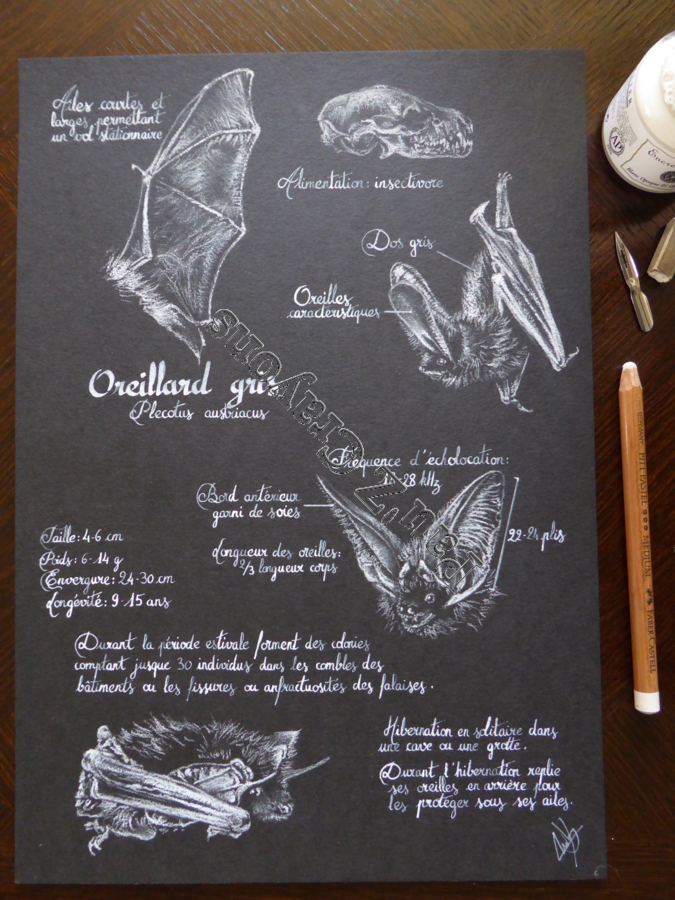 Planche Oreillard