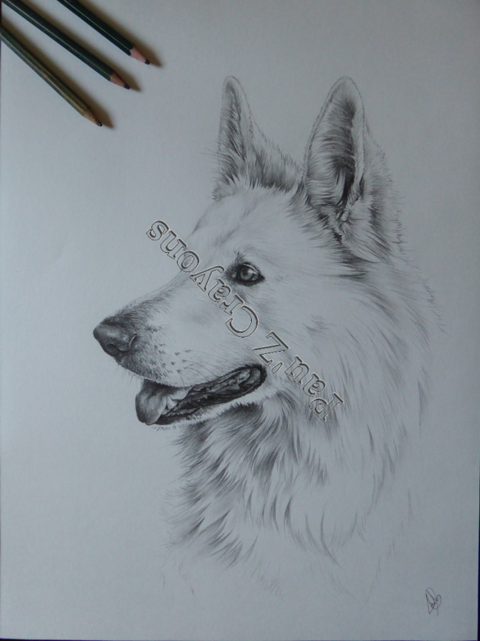 Orso
