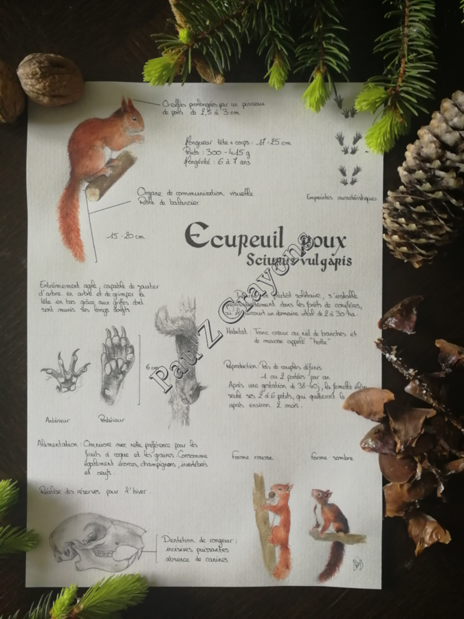 Planche Ecureuil roux