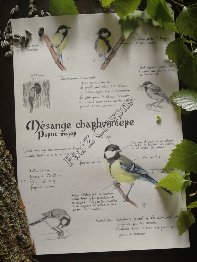 Planche Mésange charbonnière