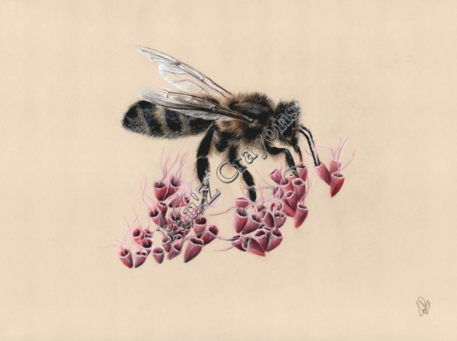 Abeille mellifère