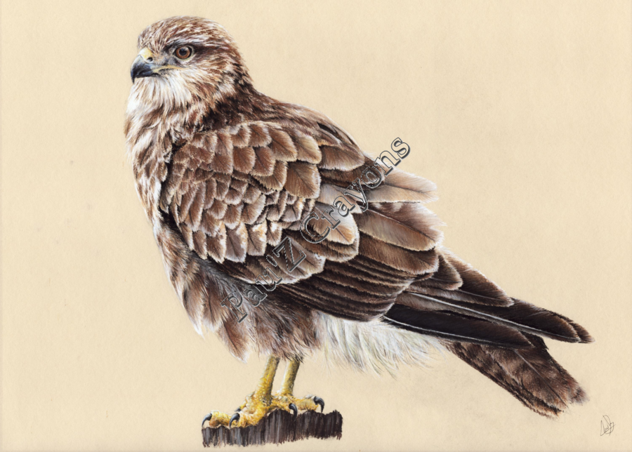 Buse variable