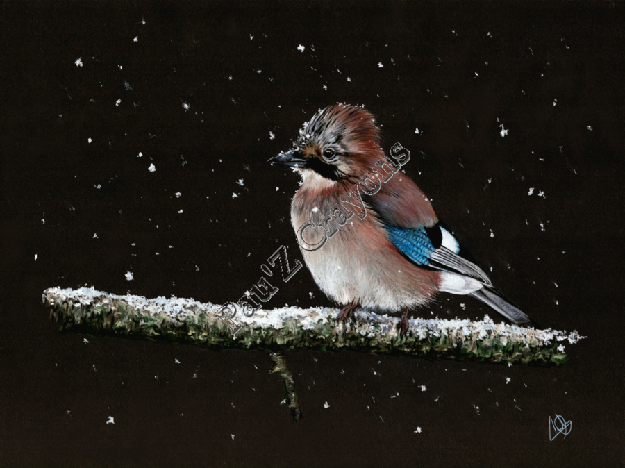 Geai des Chênes sous la neige