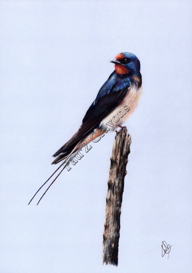 Hirondelle rustique 02