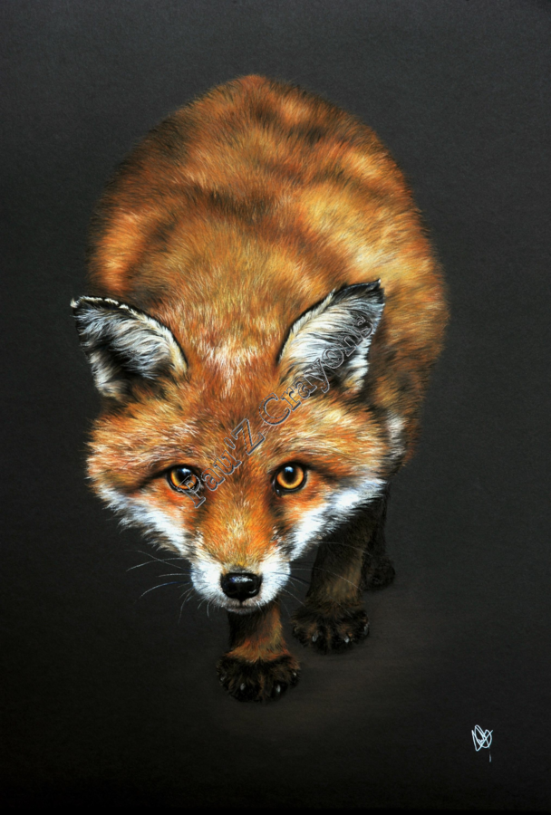 Rencontre avec le Renard roux