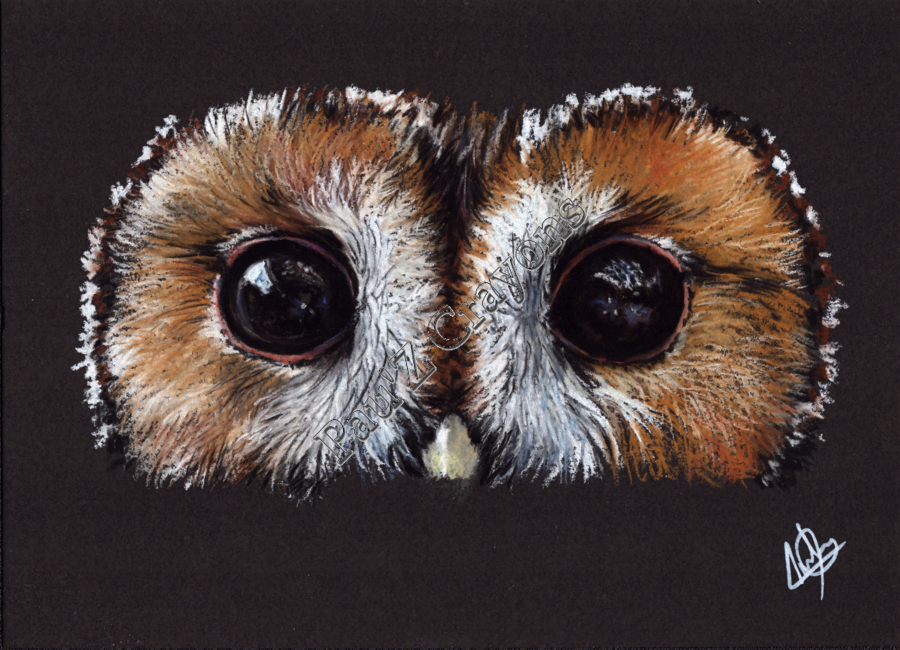 Dans les yeux de la Hulotte