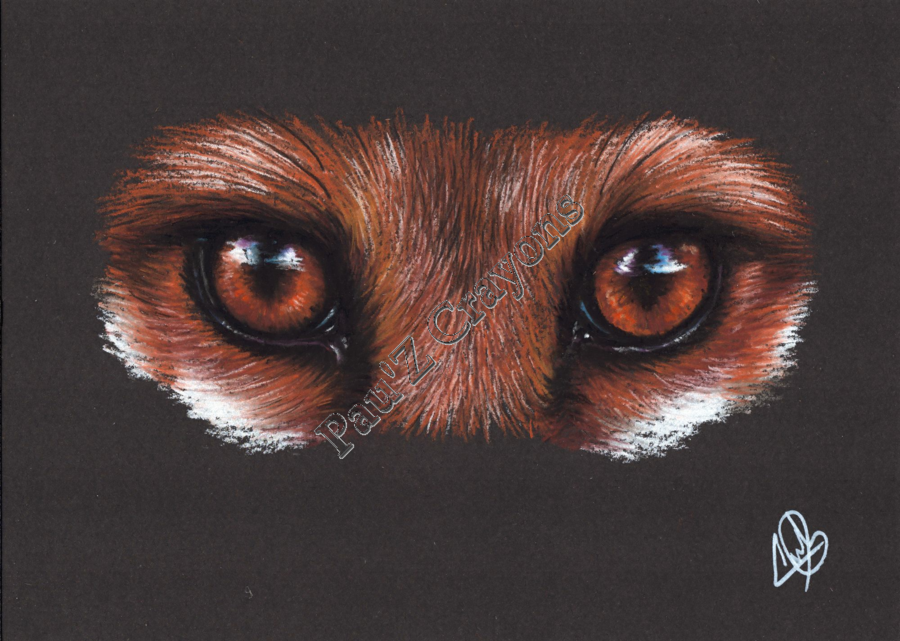 Dans les yeux du Renard